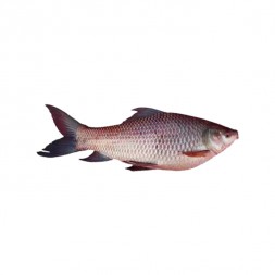 Rui Fish (Net Weight After Cutting ± 50 gm)