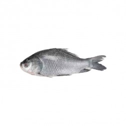 Catla-Fish After Cutting