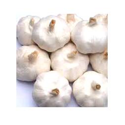 Roshun (Garlic Imported)