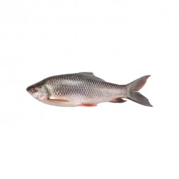 Rui Fish (Net Weight ± 60 gm)