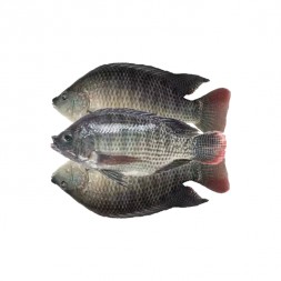 Telapia Fish 3/4 pcs (Net Weight After Cutting ± 50 gm)